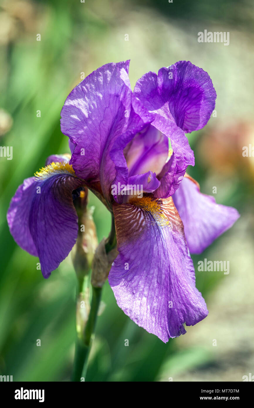 Tall bearded Iris ' Mulberry Rose ', bearded irises Stock Photo