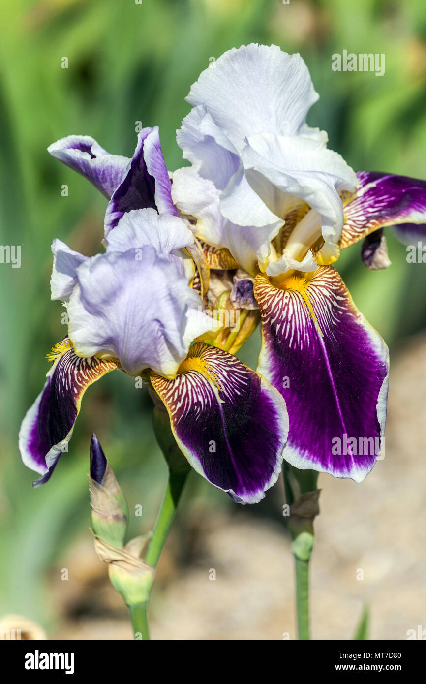 Tall bearded Iris 'Espada', white dark purple bearded irises Stock Photo