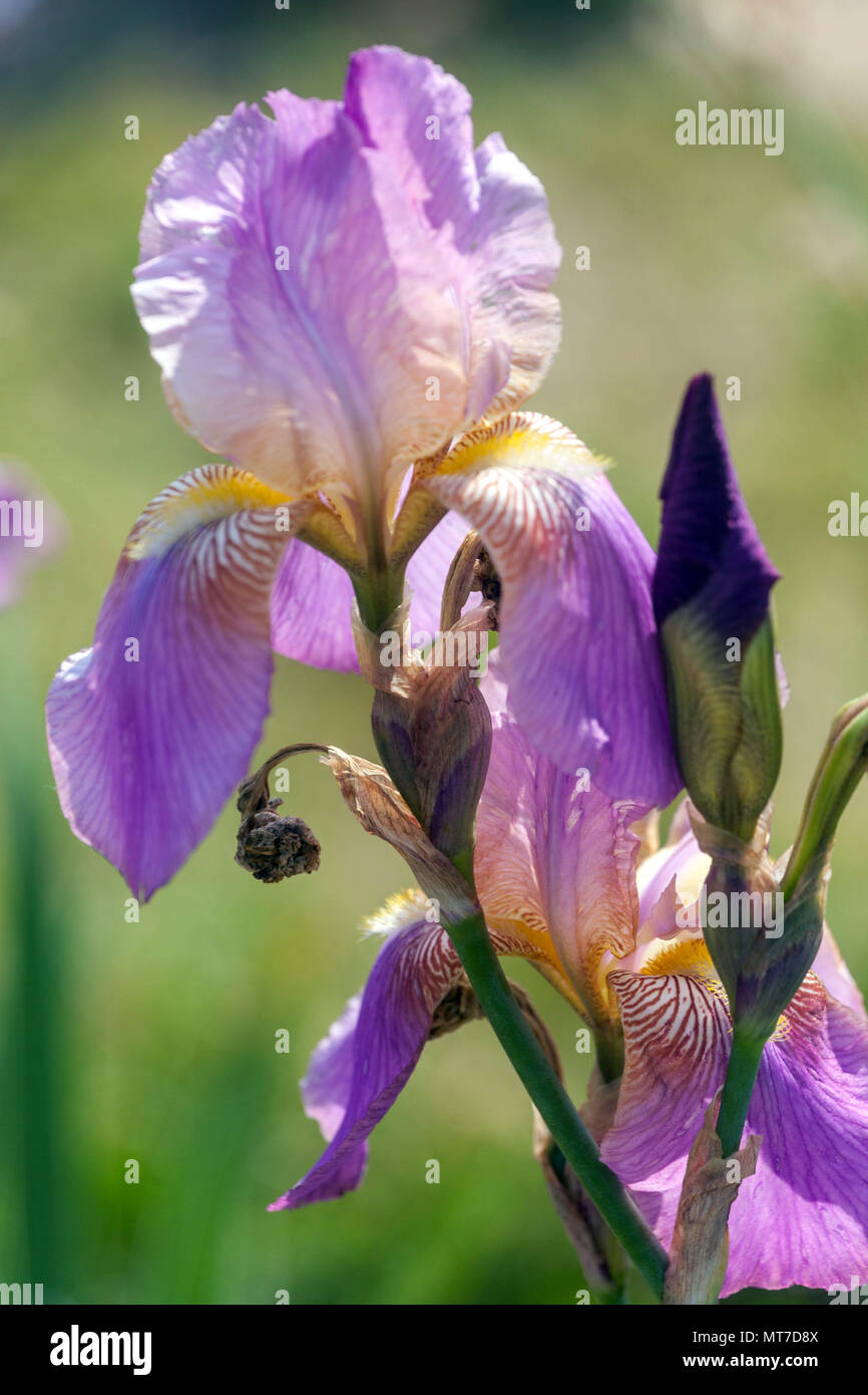Tall bearded Iris ' Miss California ', Purple bearded irises Stock Photo