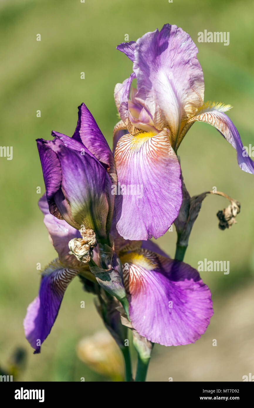 Purple Tall bearded Iris flower 'Miss California' flowering bloom Stock Photo