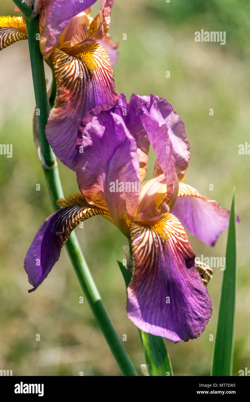 Tall bearded Iris ' Ethel Peckham ', bearded irises Stock Photo