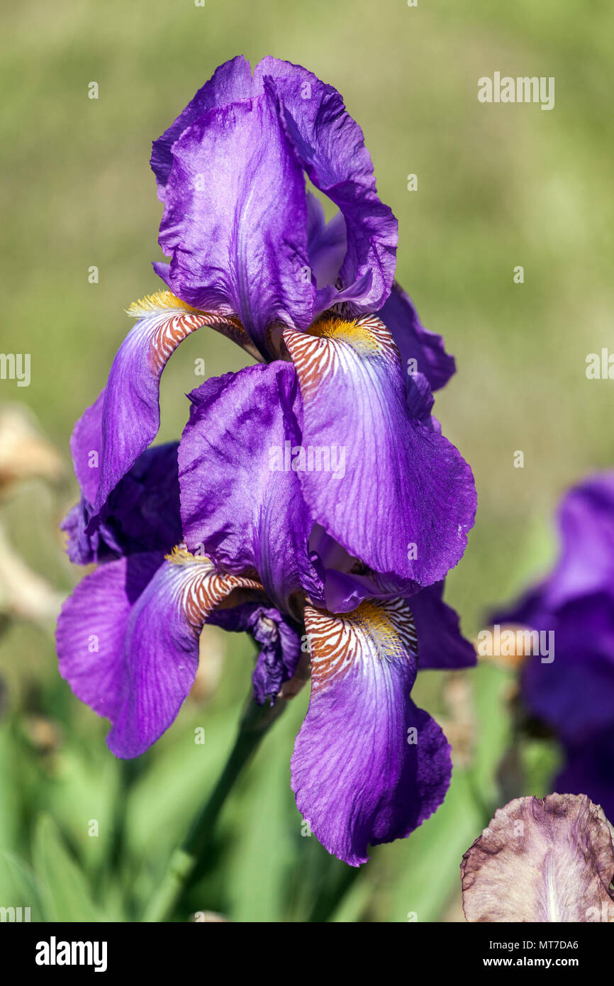 Tall bearded Iris ' Violet Crown ', bearded irises, Iris flower blue Stock Photo