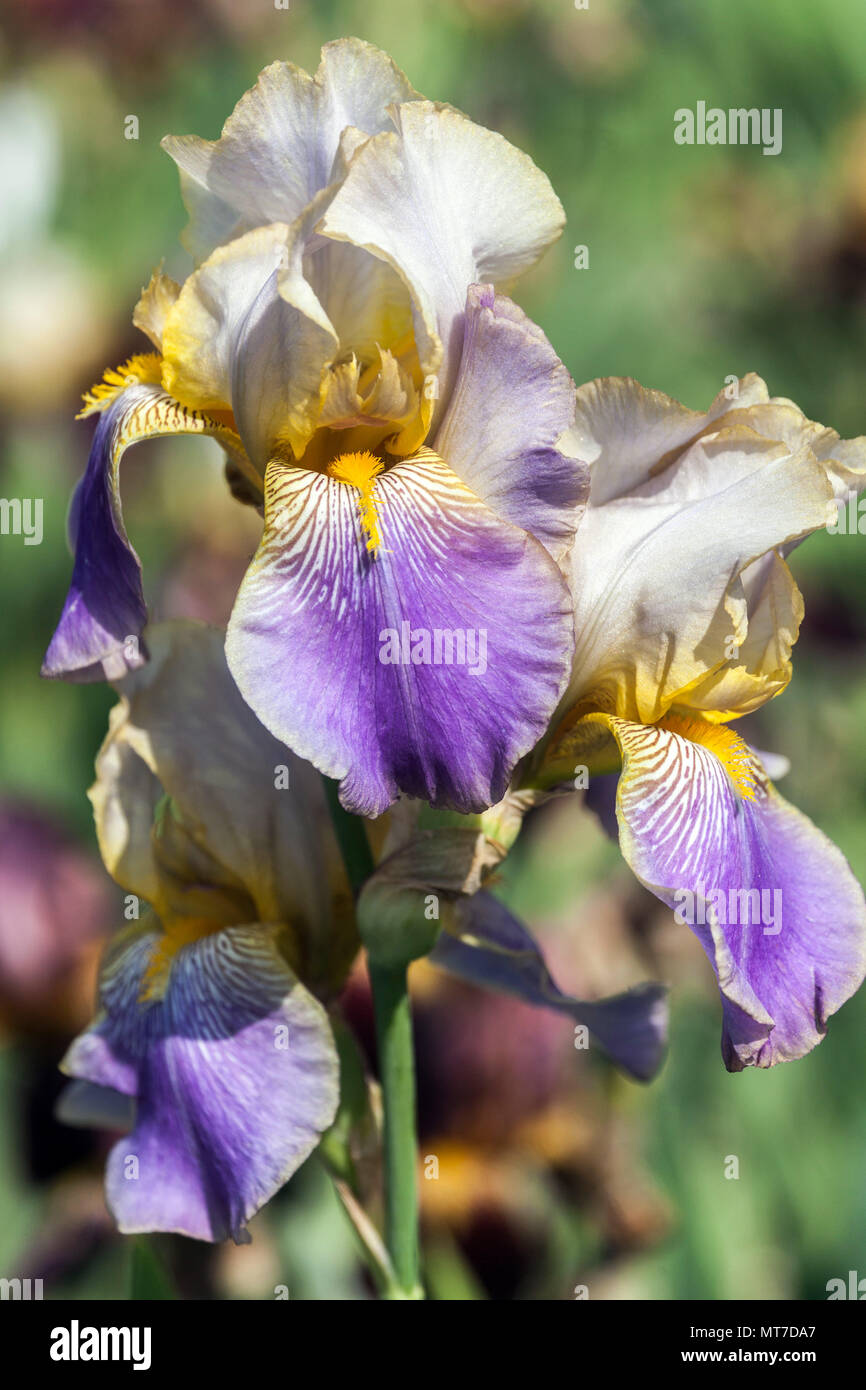 Tall bearded Iris ' Serenite ', bearded iris Stock Photo