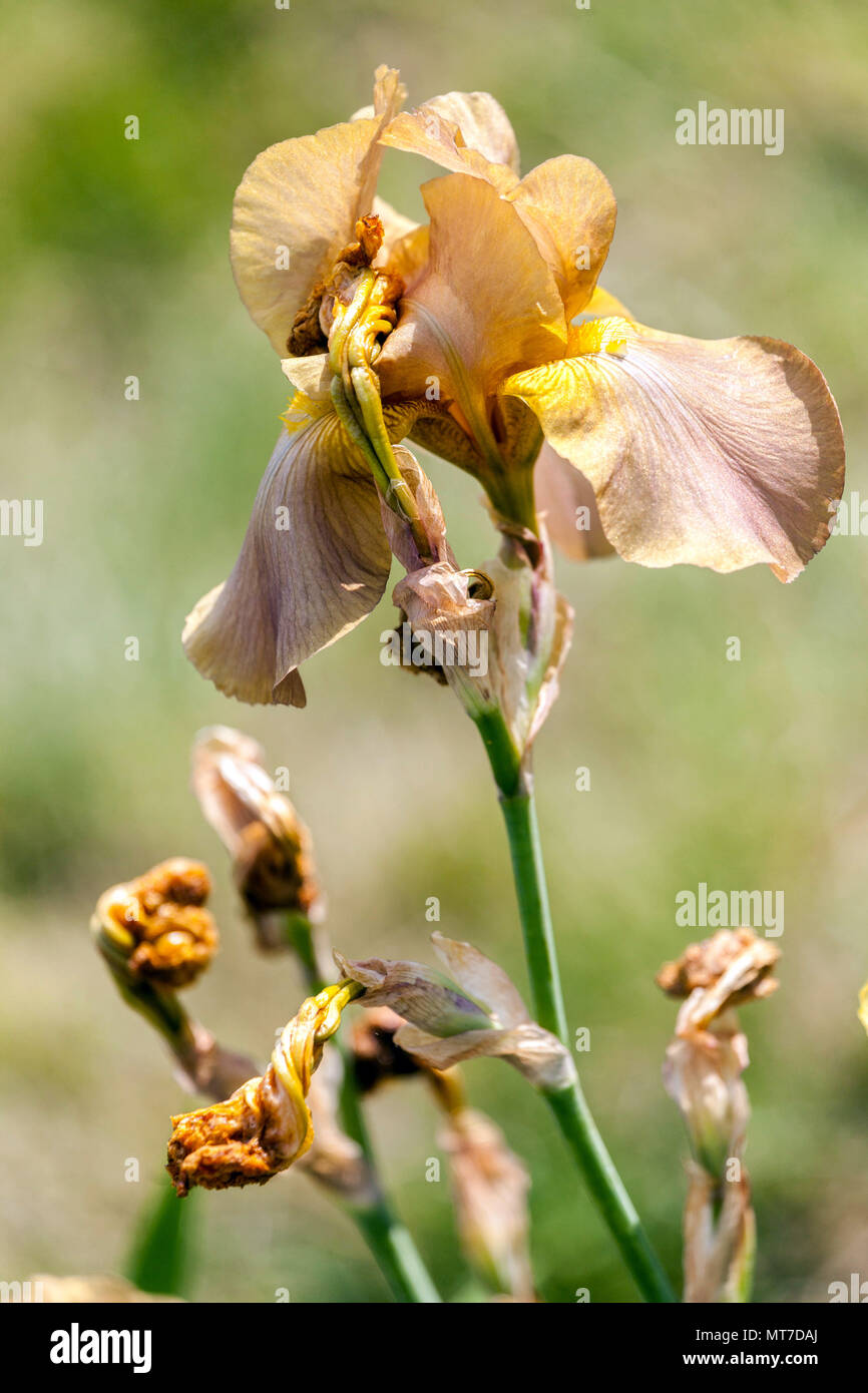 Tall bearded Iris ' Jean Cayeux ', bearded irises Stock Photo