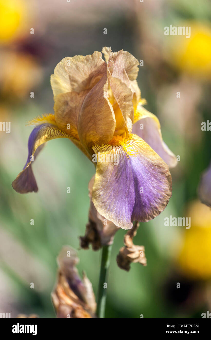 Tall bearded Iris 'Evolution' pastel iris flower Stock Photo Alamy