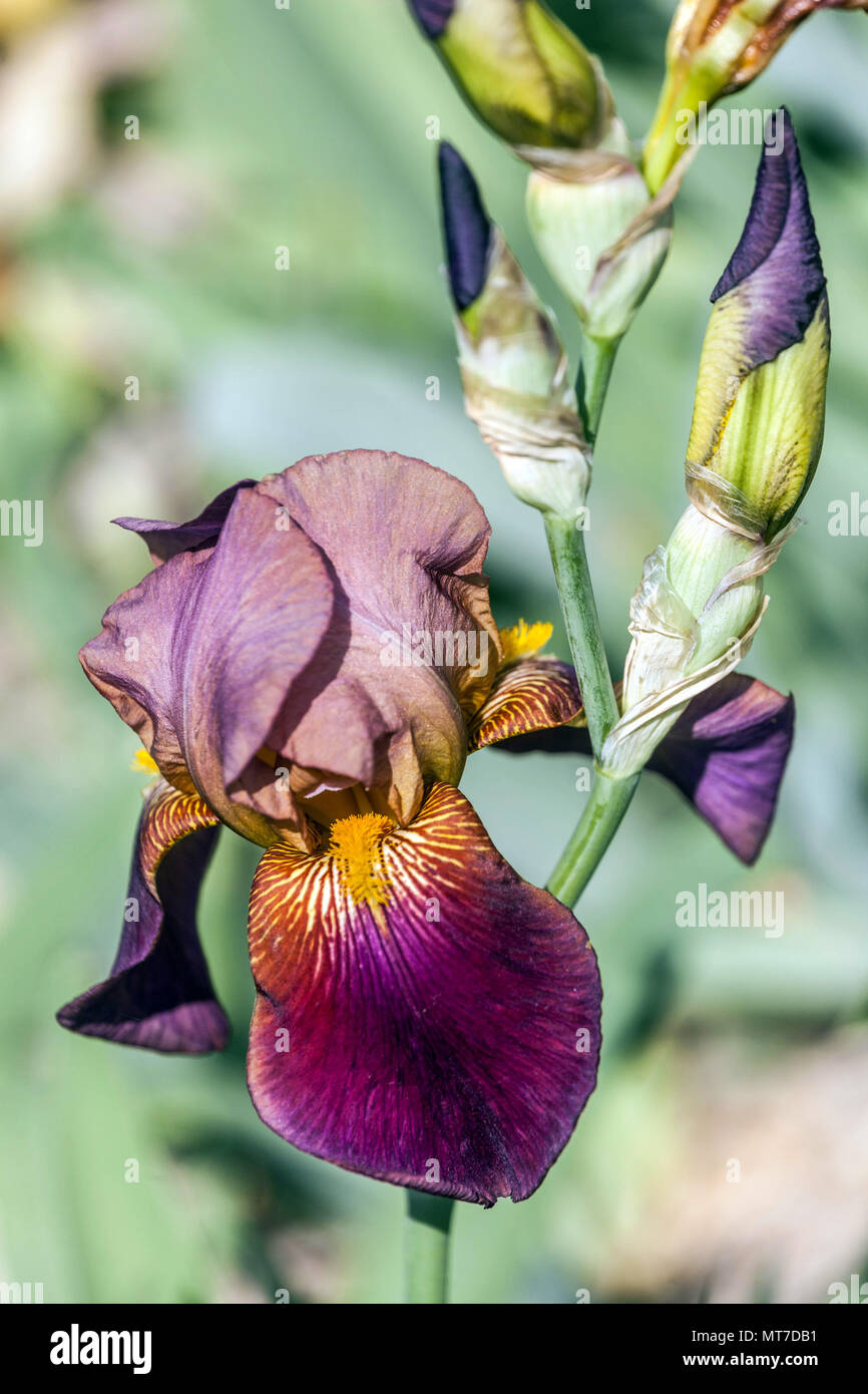 Tall bearded Iris ' Depute Nomulot ', bearded irises Stock Photo