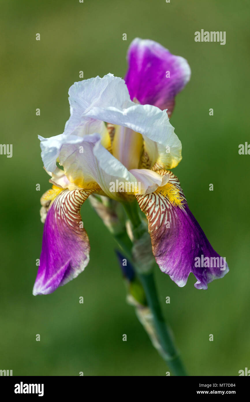 Tall bearded Iris ' Folkwang ' white purple Stock Photo
