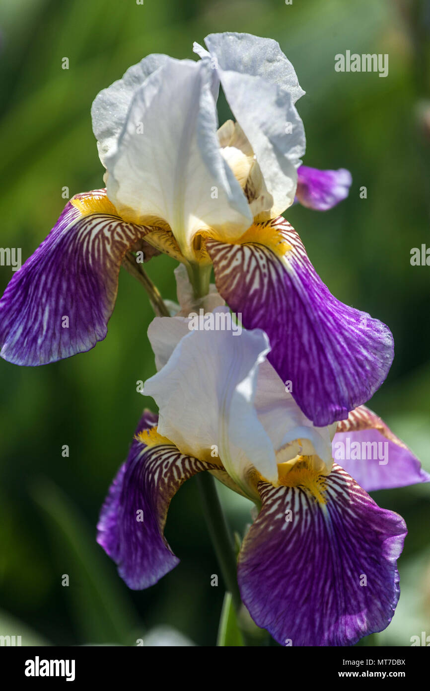 Tall bearded Iris ' Aegir ', White purple bearded irises Stock Photo