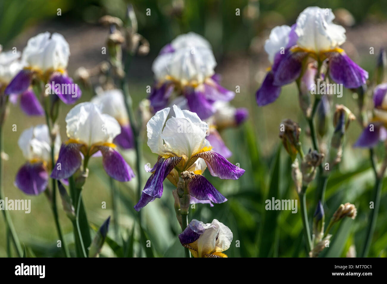 Tall bearded Iris ' Aegir ',White purple bearded irises Stock Photo