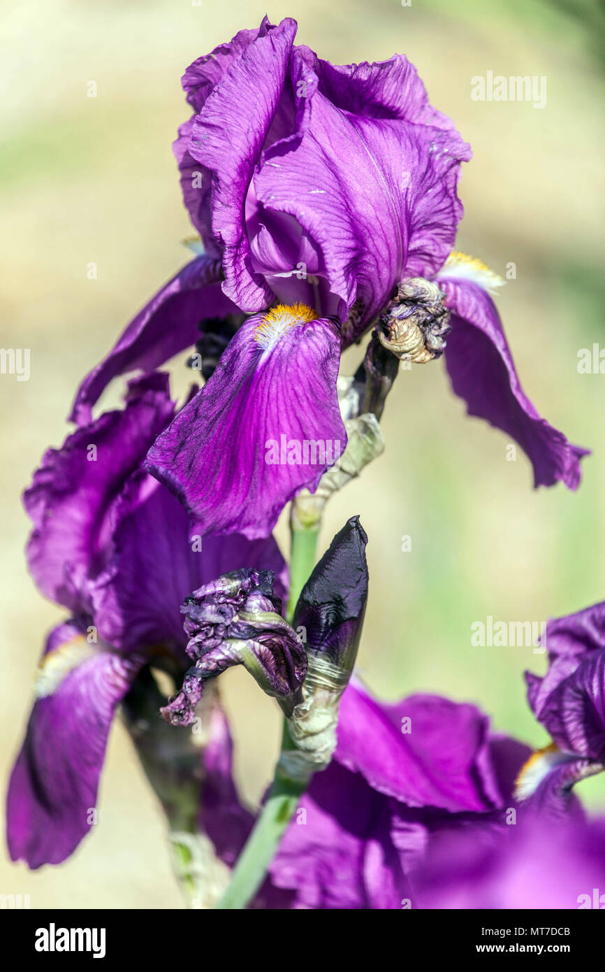 Tall bearded Iris ' Magenta ', Purple bearded irises Stock Photo