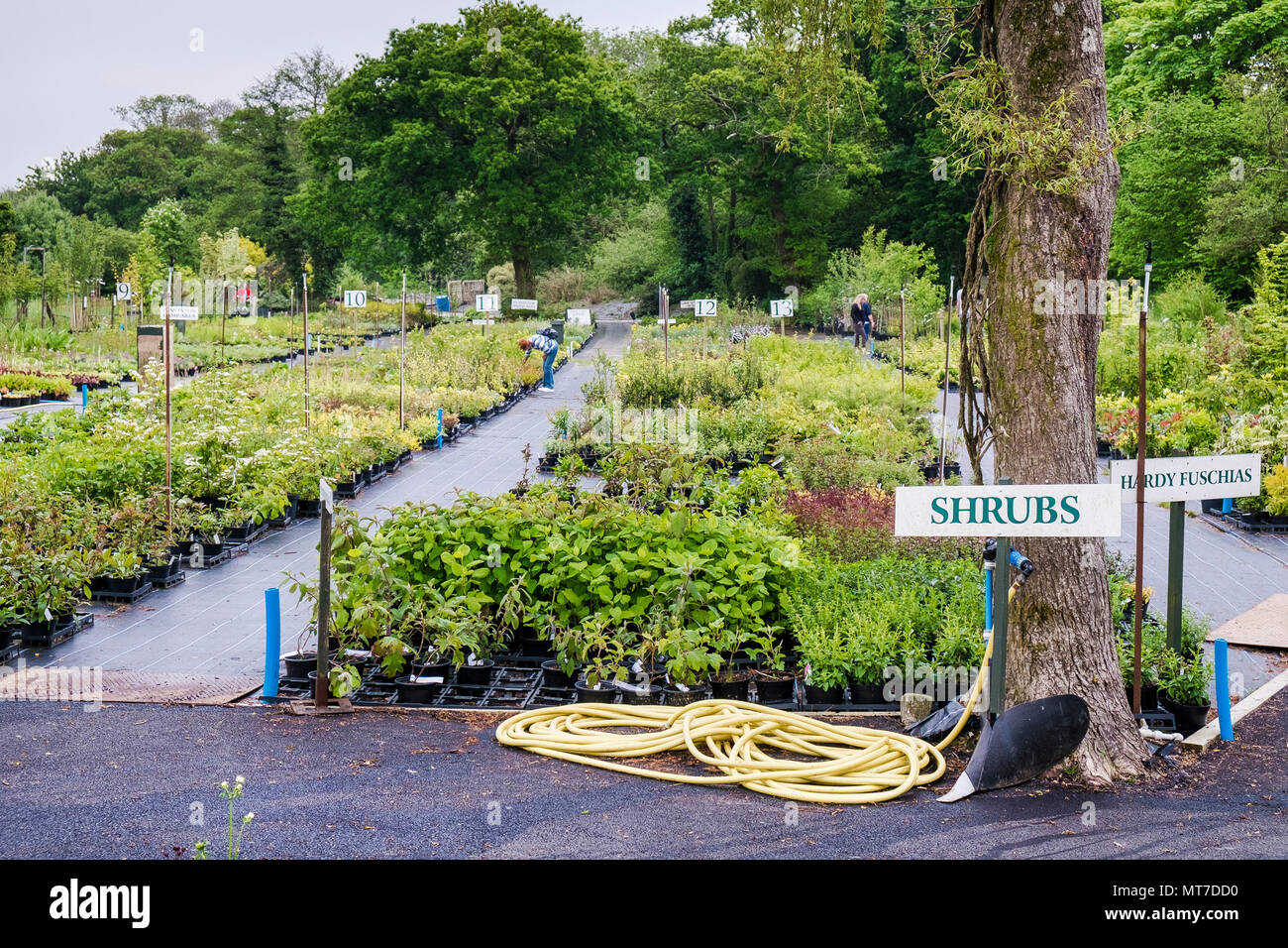 A wide selection of plants for sale in a large garden centre nursery