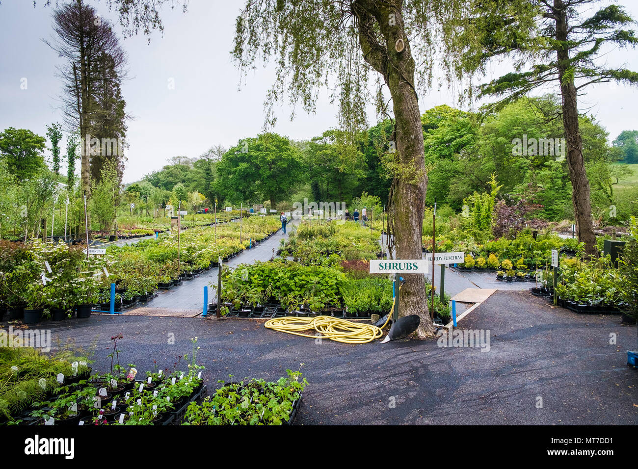 A wide selection of plants for sale in a large garden centre nursery