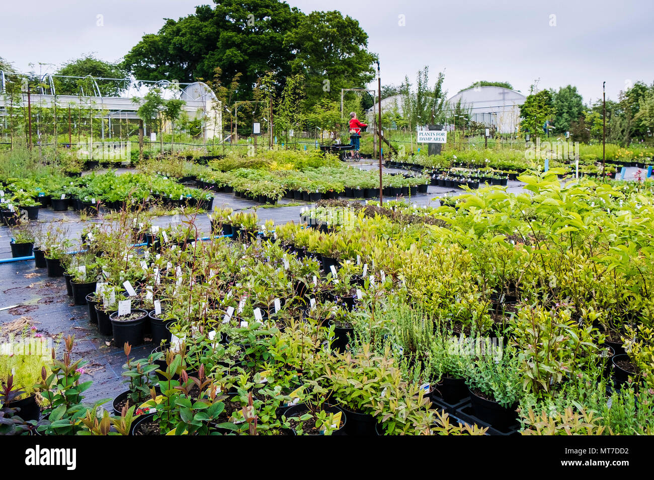 A wide selection of plants for sale in a large garden centre nursery
