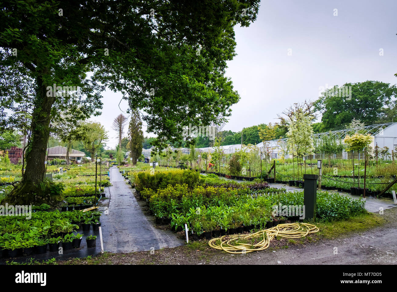 A wide selection of plants for sale in a large garden centre nursery. Stock Photo