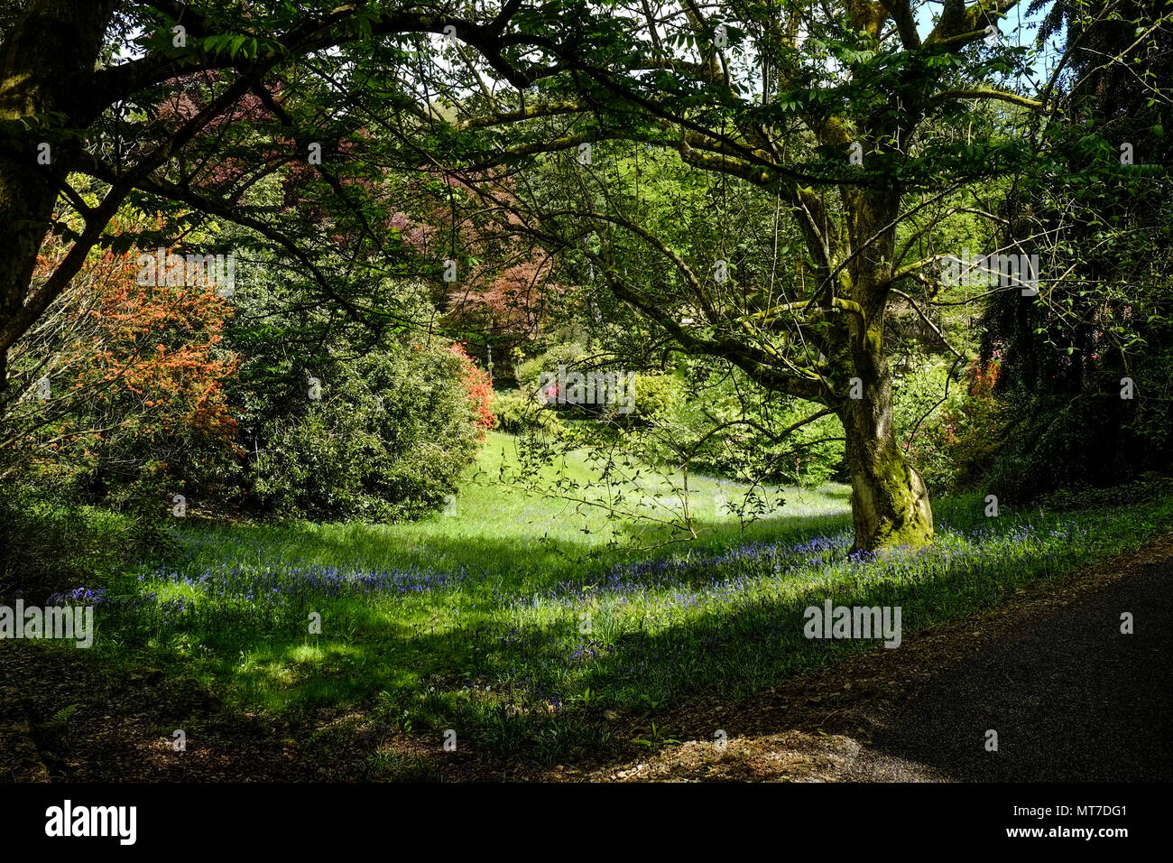 Dappled light in a glade in the sub-tropical Trebah Garden in Cornwall. Stock Photo