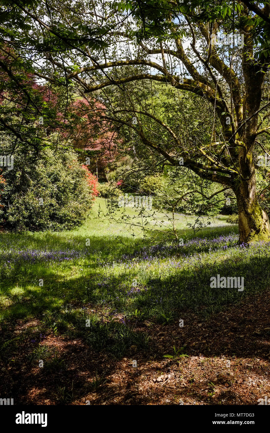 Dappled light in a glade in the sub-tropical Trebah garden in Cornwall. Stock Photo