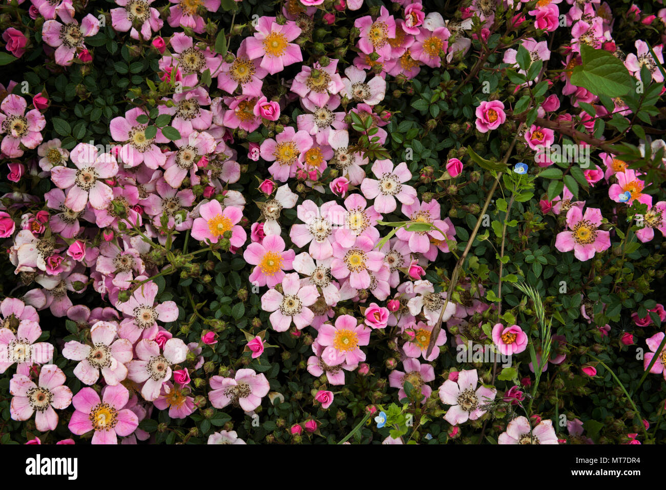 High angle view Glaucous Dog Rose, Italy Stock Photo
