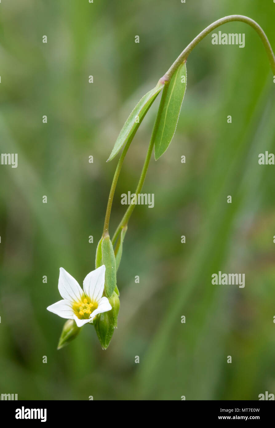 Linum catharticum, also known as purging flax, or fairy flax, is an herbaceous flowering plant in the family Linaceae Stock Photo