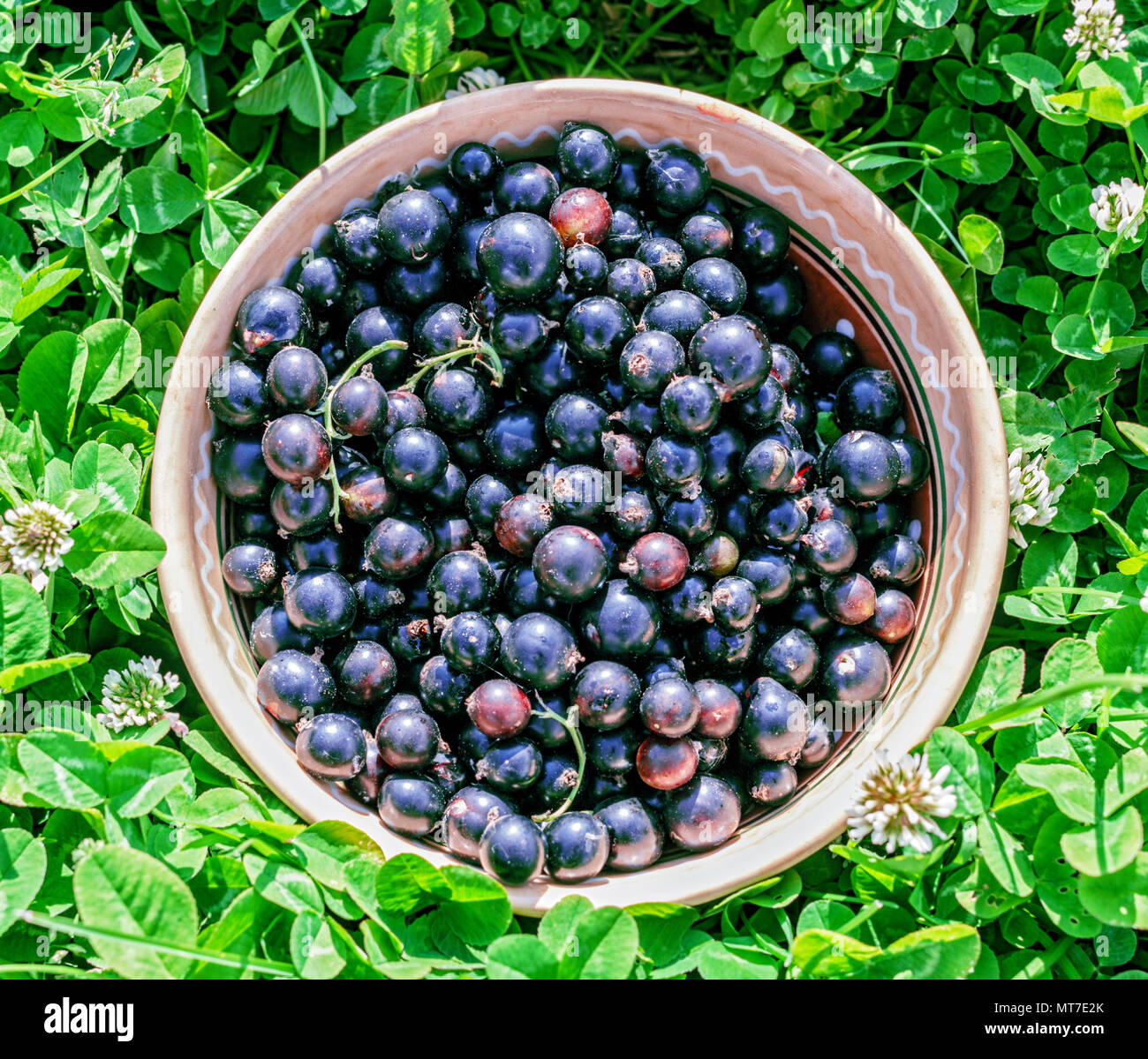 Fresh ripe black currant in bowl on grass Stock Photo