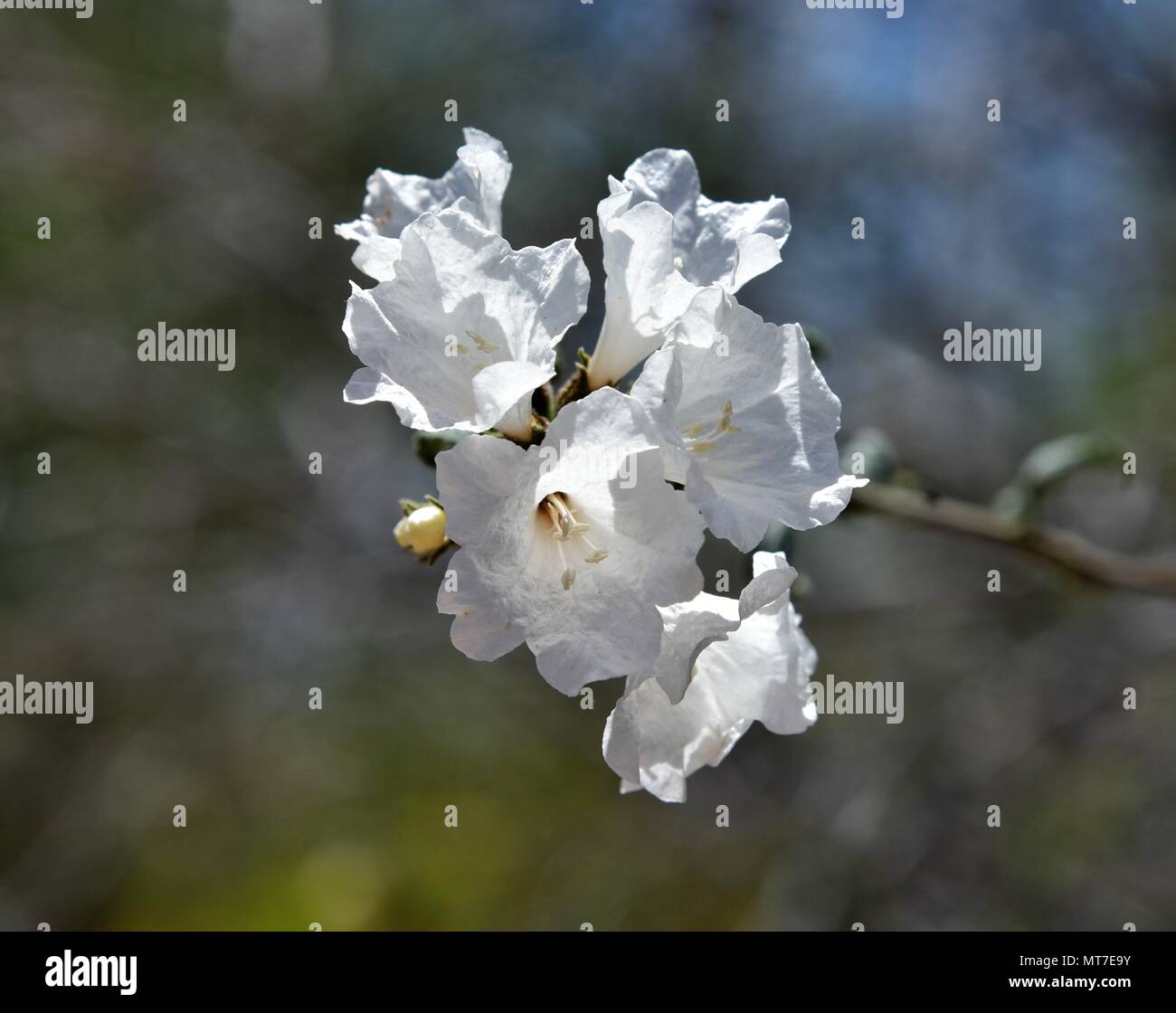 White Littleleaf Cordia Flower Stock Photo