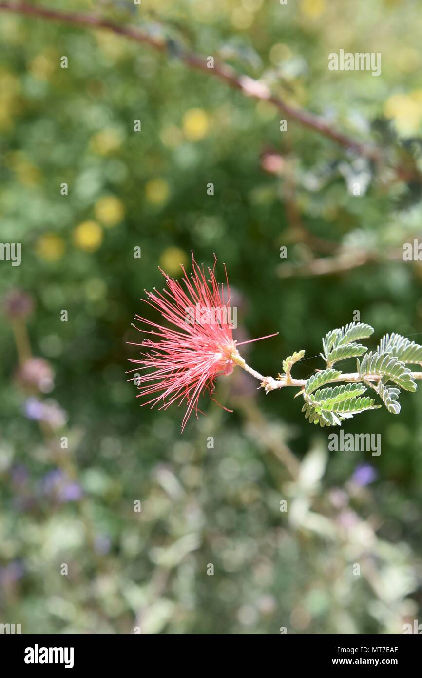 Red Fairy Duster flower Stock Photo Alamy