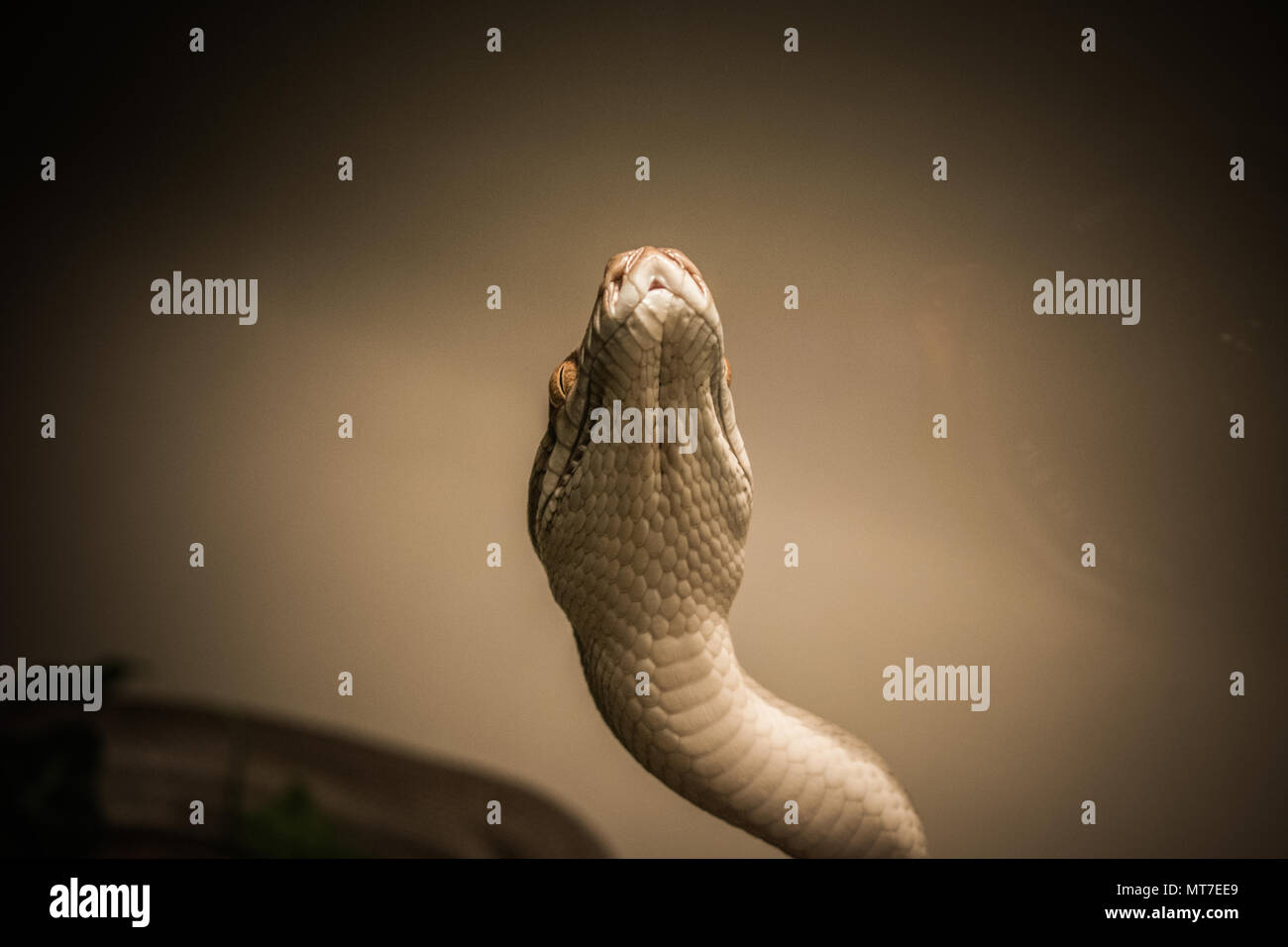 Morelia Nauta / Tanimbar Python / Pythonidae Stock Photo