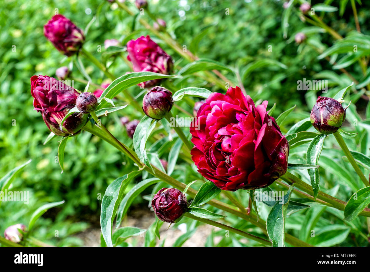 Paeonia Lactiflora Cherry Hill Red Peony Peonies Flower Bokeh Stock Photo Alamy
