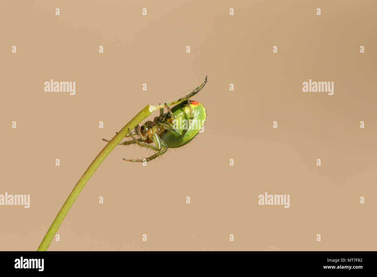 A pretty Cucumber Green Orb Spider ( Araniella cucurbitina sensu stricto) perching on the underside of a plant stem. Stock Photo
