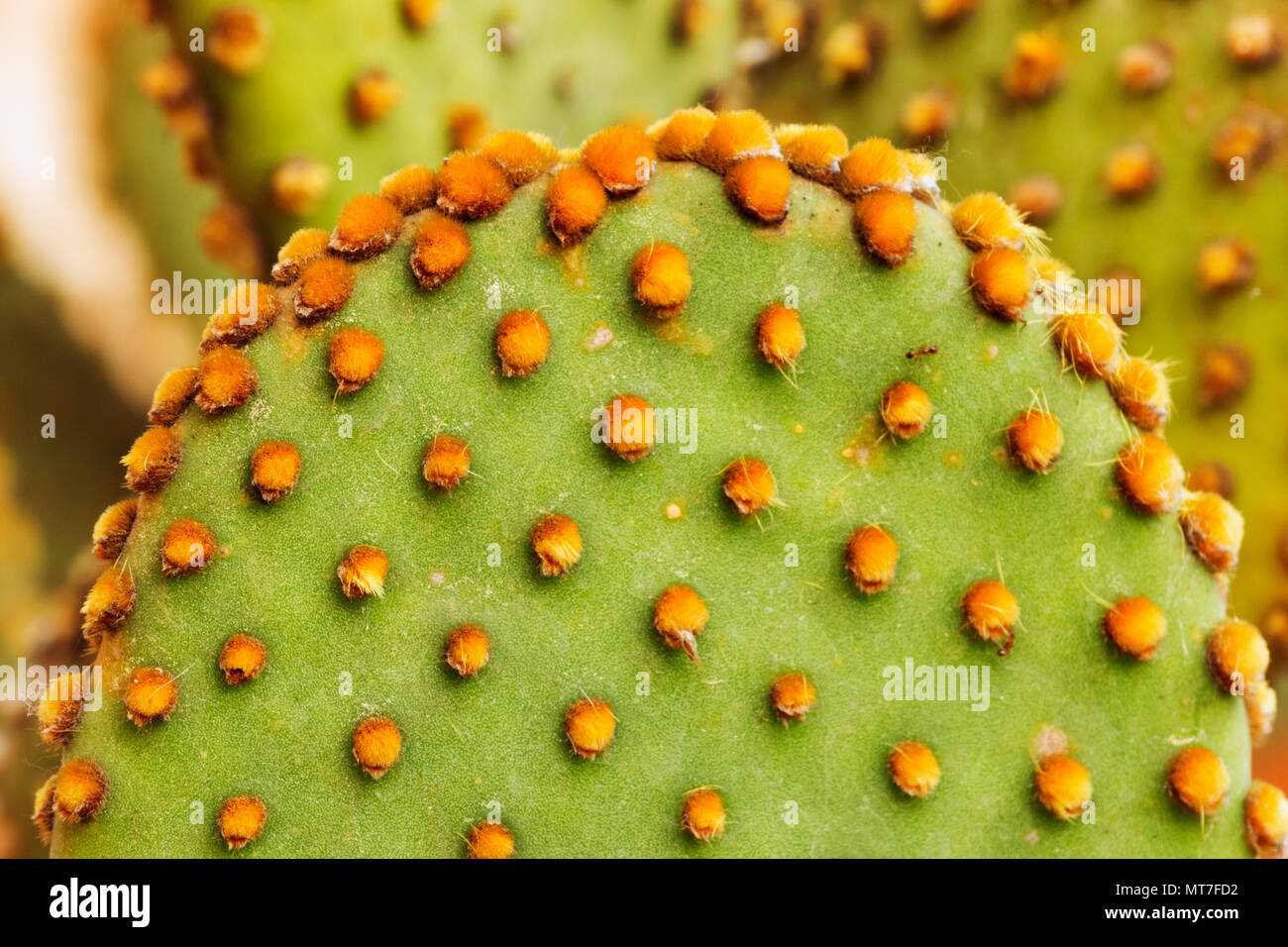 Flat rounded cladode opuntia detail ,small hairlike yellow glochids ,green -yellow color contrast Stock Photo