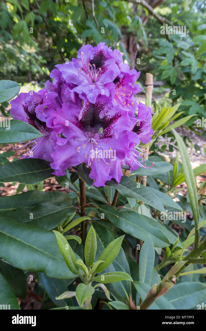 Rhododendron hybrid Blaue Jungs, tolerant of neutral soil conditions. Stock Photo