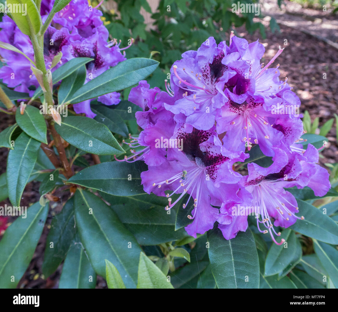 Rhododendron hybrid Blaue Jungs, tolerant of neutral soil conditions. Stock Photo