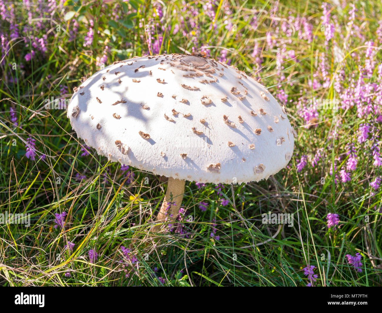 Fruiting body of mature parasol mushroom, Macrolepiota procera, with convex cap between purple heather, grass and shrub in August, Netherlands Stock Photo