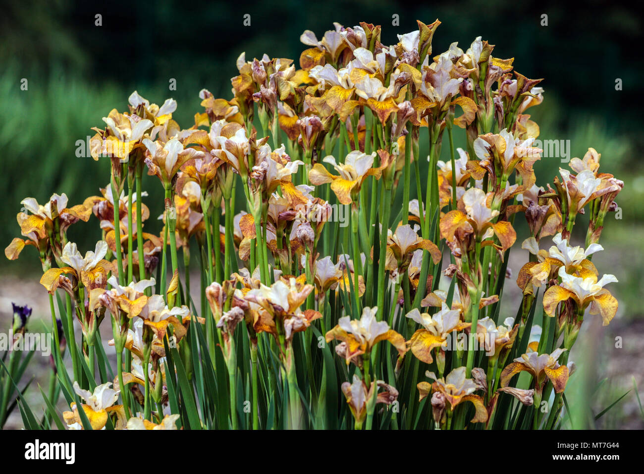 Iris sibirica 'Ginger Twist' blooming flowers white coppery brown, unusual variety suits wet sites Bogs Herbaceous Perennial clump forming Stock Photo
