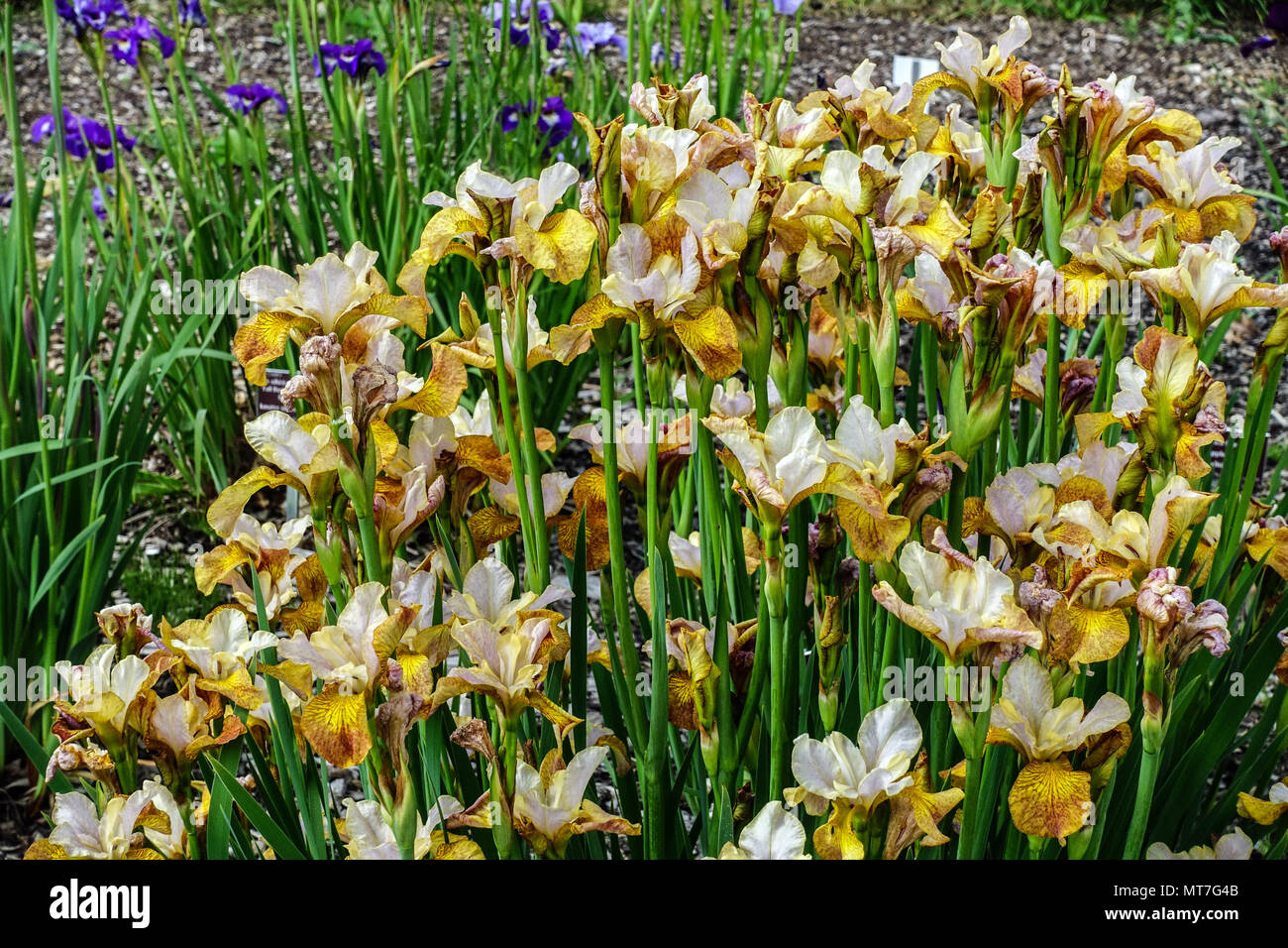 Siberian iris sibirica ' Ginger Twist ' Stock Photo