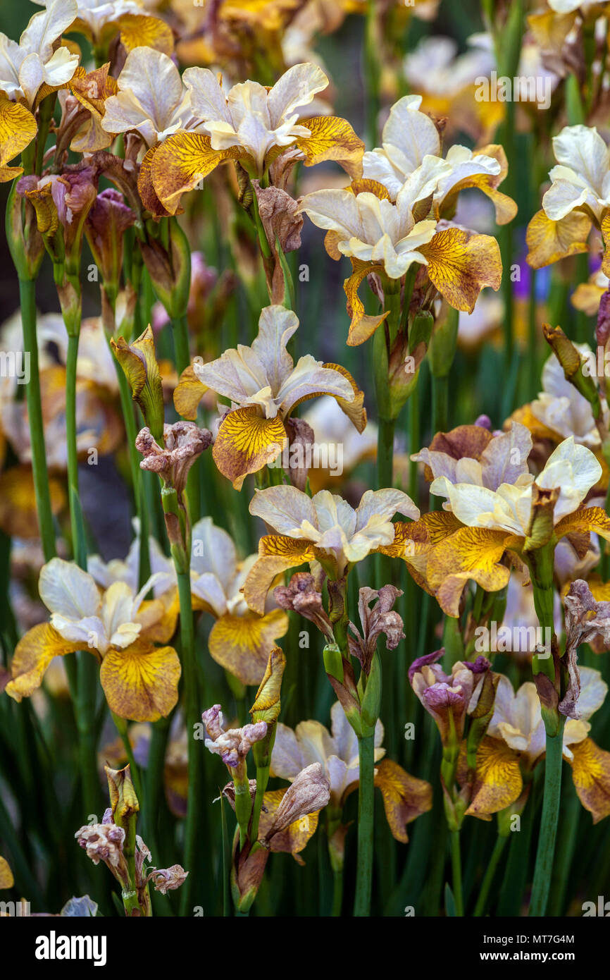 Iris sibirica ' Ginger Twist ', Siberian Iris Stock Photo