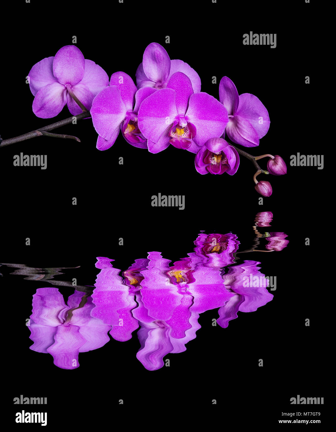 Blossoming branch of purple orchid flower with reflection in a water surface isolated on a black background Stock Photo