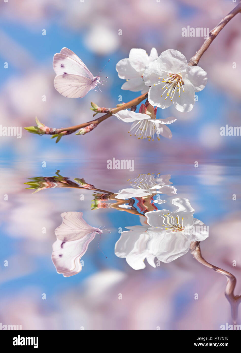 Beautiful white butterfly and branch of blossoming cherry in spring on blue and pink background with reflection in a water surface close-up. Amazing e Stock Photo