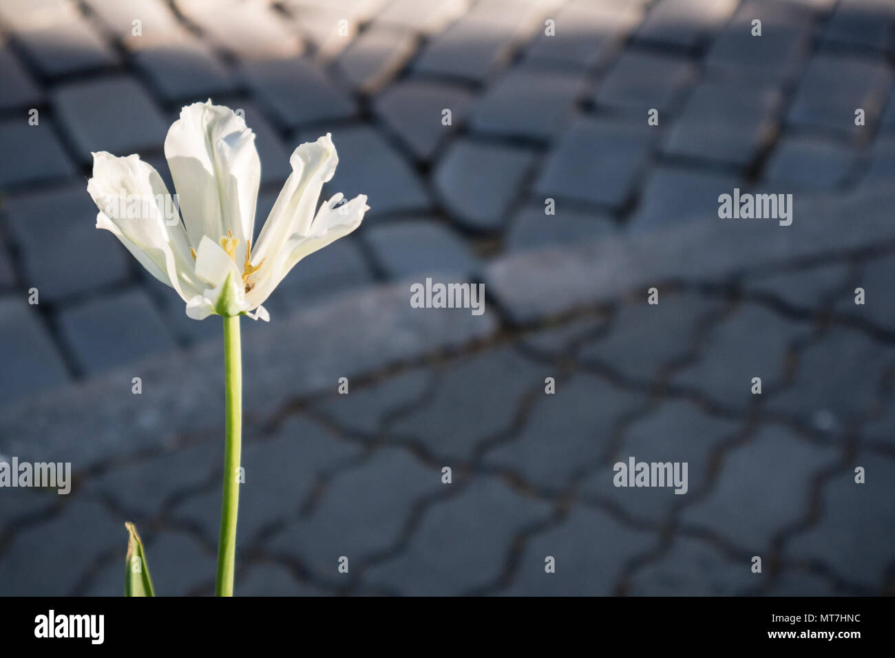Close up of single white tulip with blurred stone road on background ...
