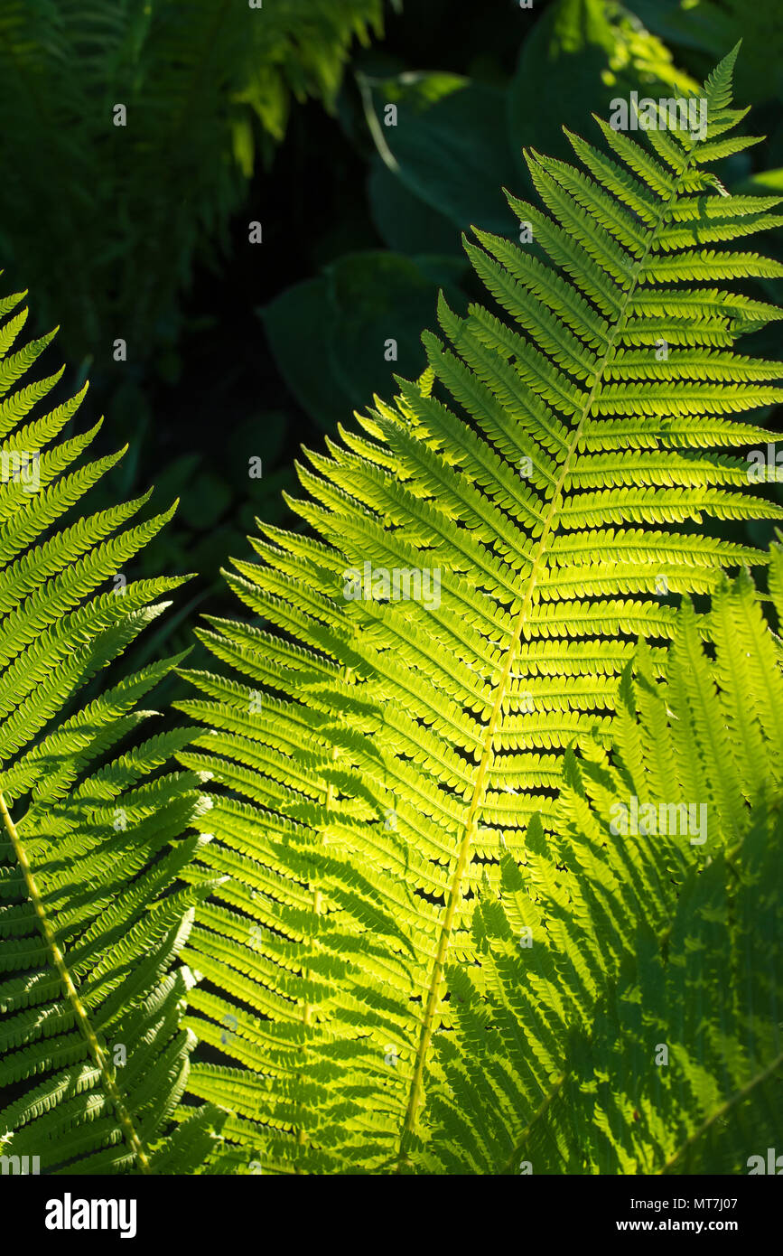 Fern garden hi-res stock photography and images - Alamy