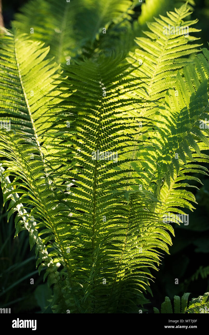 Fern garden hi-res stock photography and images - Alamy
