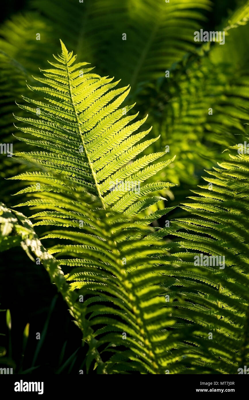 Fern garden hi-res stock photography and images - Alamy