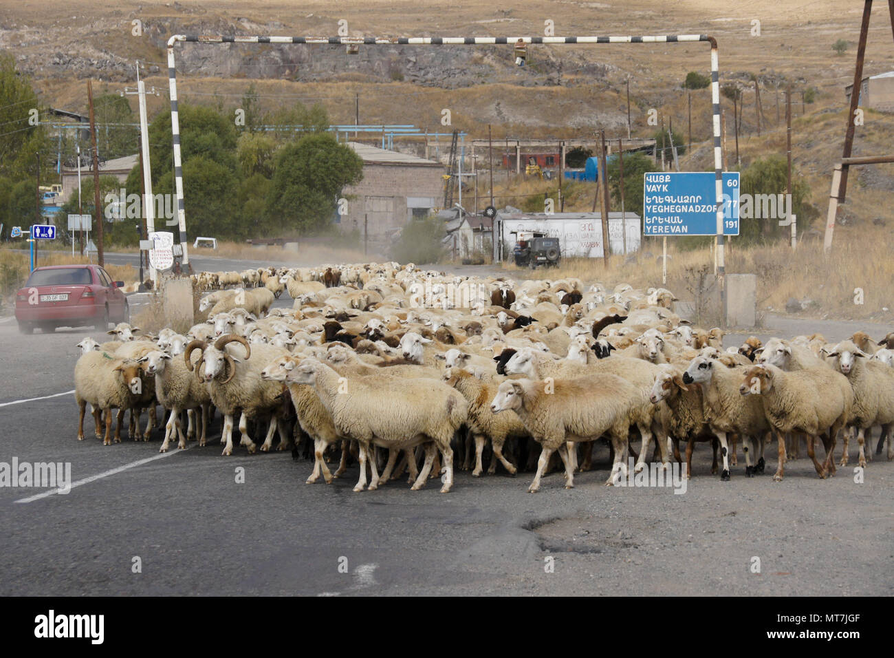 SISIAN, ARMENIA, SEPTEMBER 27, 2017. A flock of sheep walks under a gas pipeline and past a bilingual distance sign on the road through town. Stock Photo