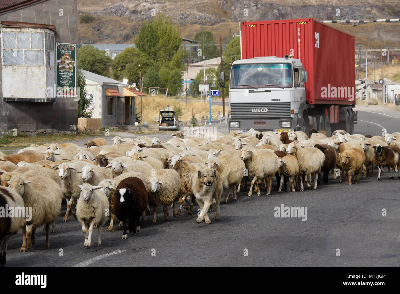 SISIAN, ARMENIA, SEPTEMBER 27, 2017. A flock of sheep blocks traffic as it walks past a local restaurant on the road through town. Stock Photo