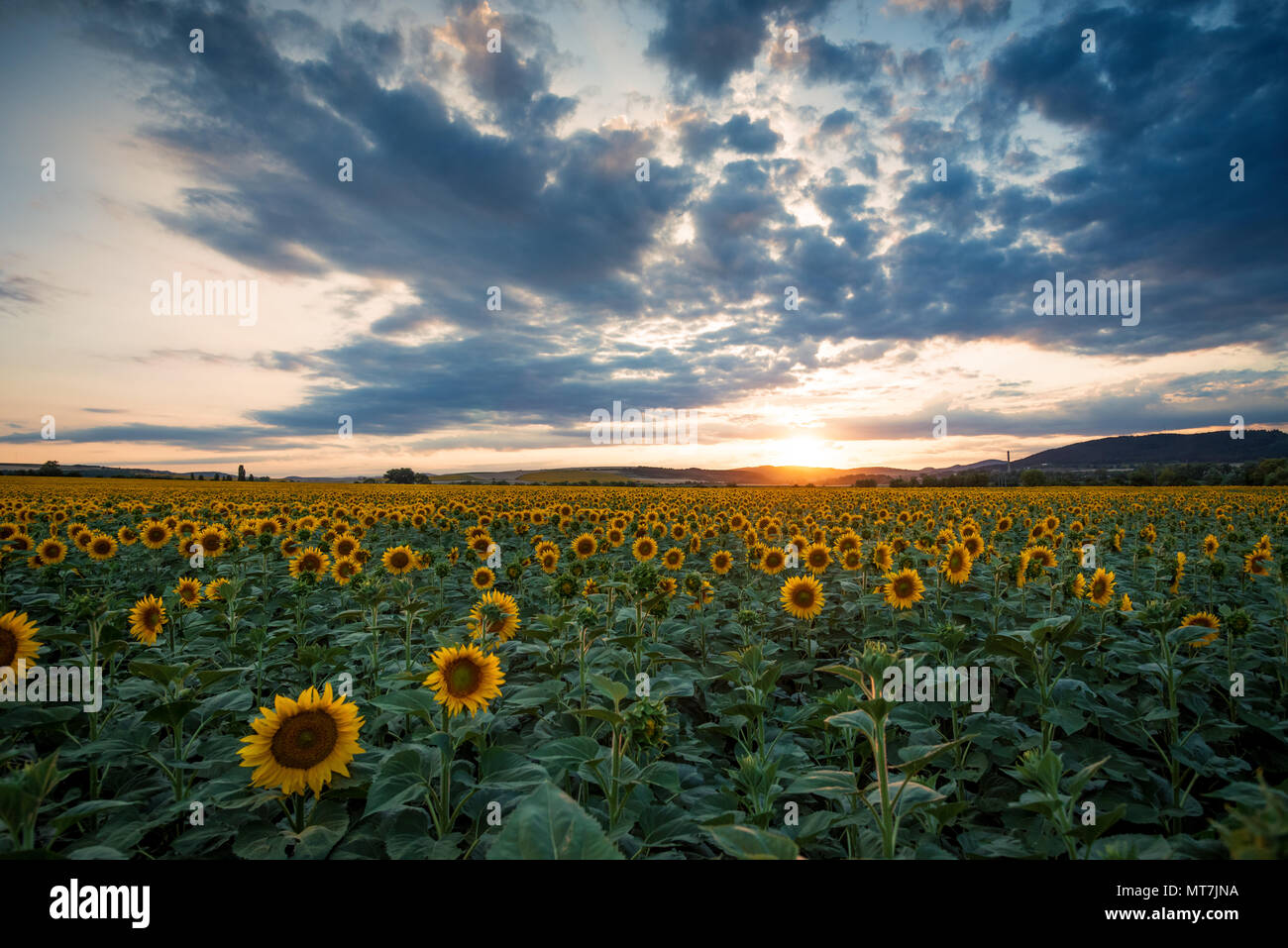 Sunflower field in rural area, under storm clouds, in summer Stock ...