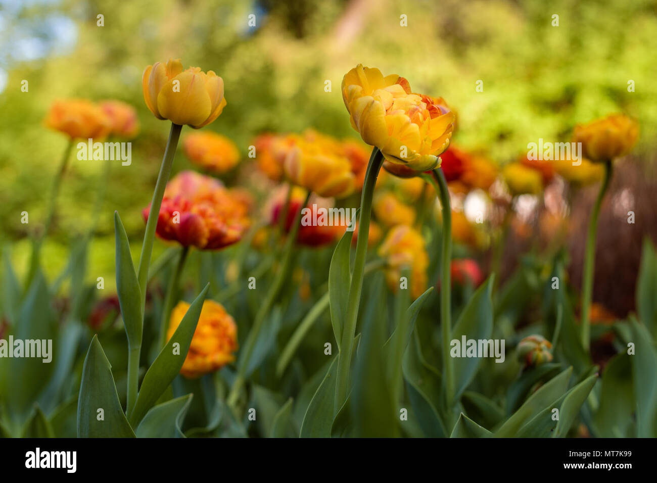Flowerbed full of lovely red and yellow colorful tulips Stock Photo - Alamy