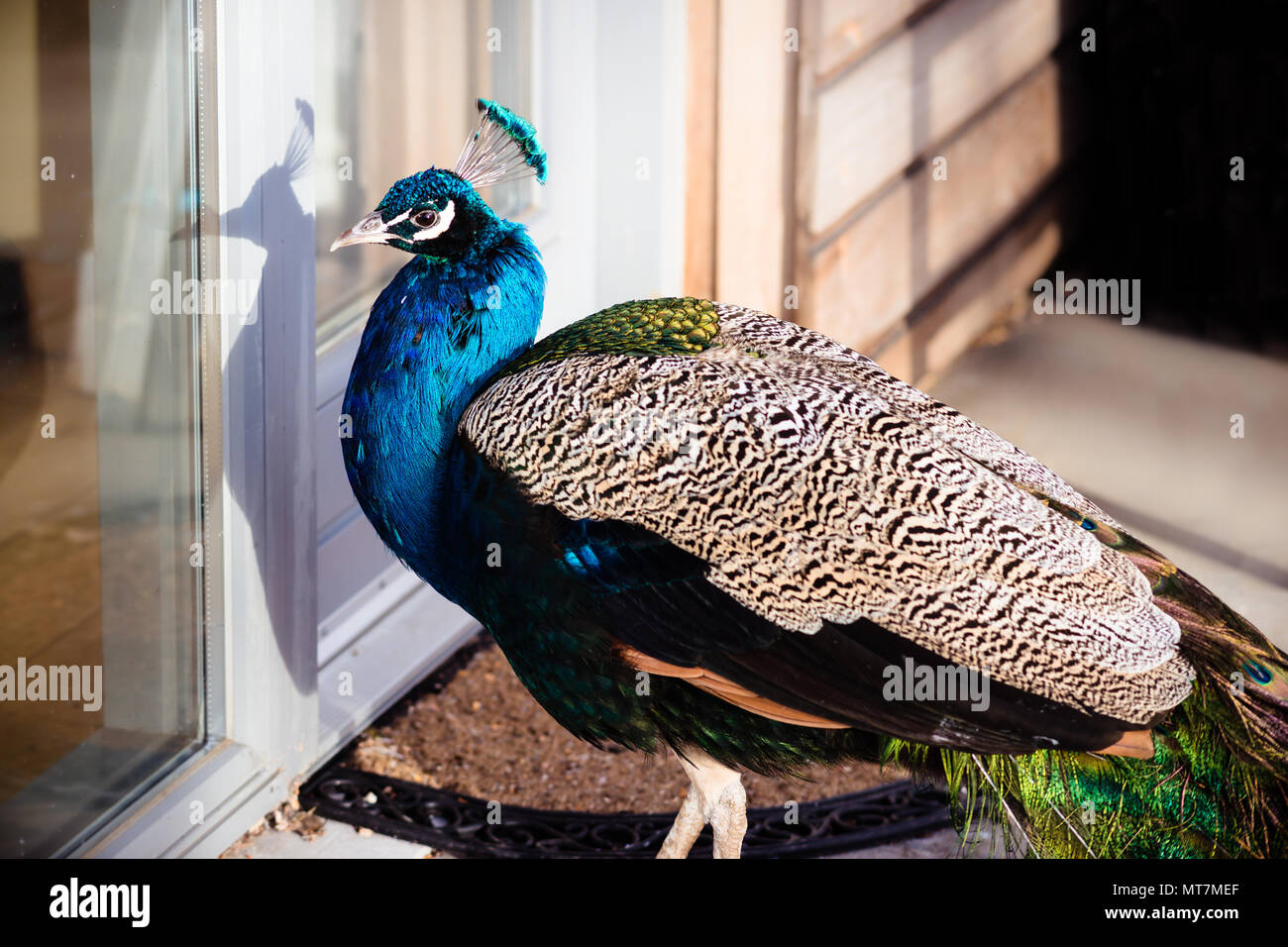 Beautiful blue Indian male peafowl (peacock) pet trying to get in a house building - knocking for entrance Stock Photo