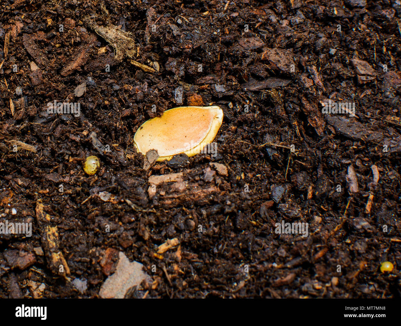 A pumpkin seed in soil Stock Photo - Alamy