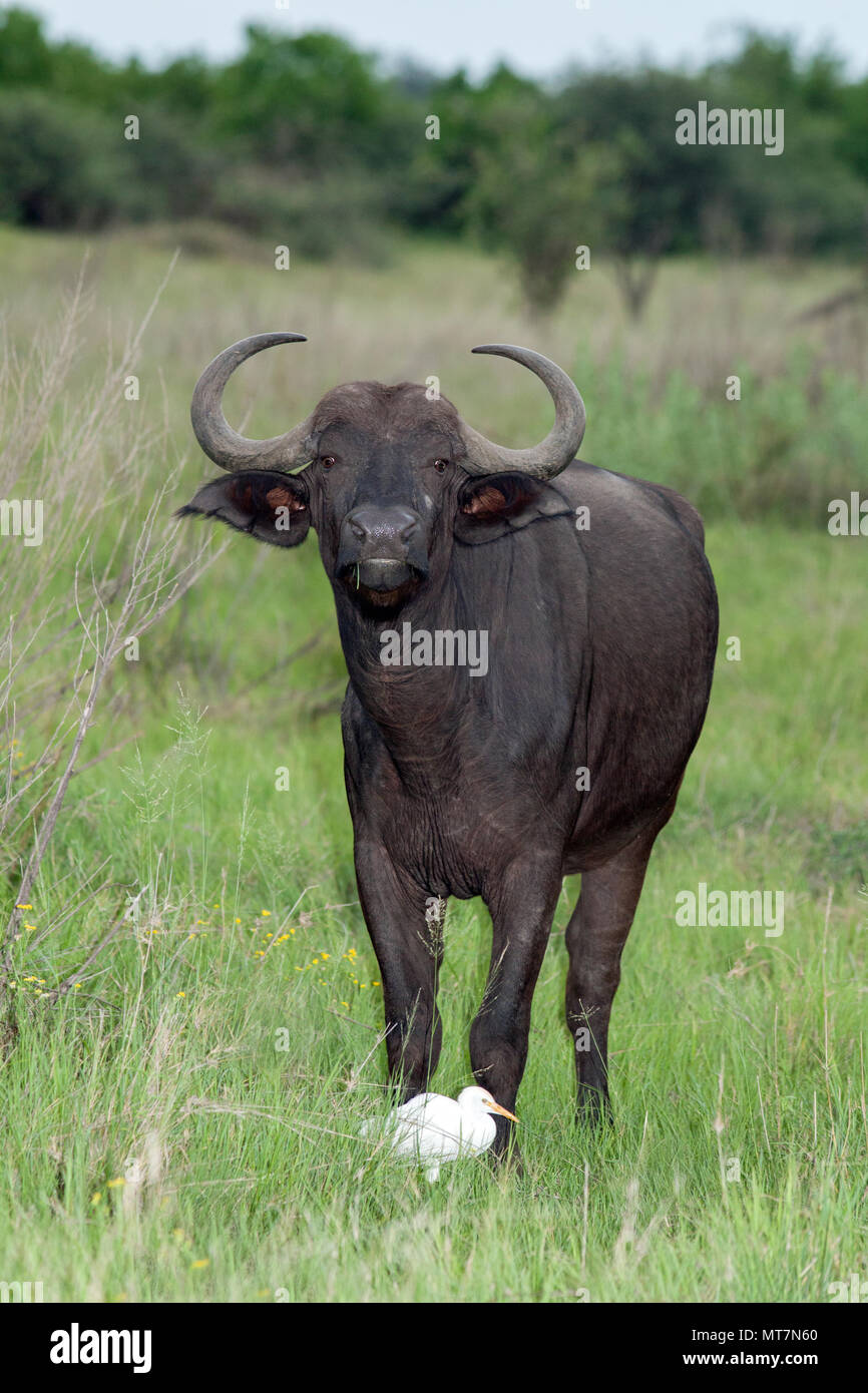African Buffalo (Syncerus caffer). Female or Cow. Short-sighted, depend on other senses for life survival activities, scent, smell, hearing. Stock Photo