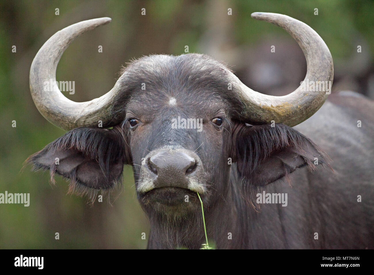 African Buffalo (Syncerus caffer). Female or Cow. Eat coarse, old grass and in doing so they expose the more tender grass shoots for the many other herbivores. Stock Photo