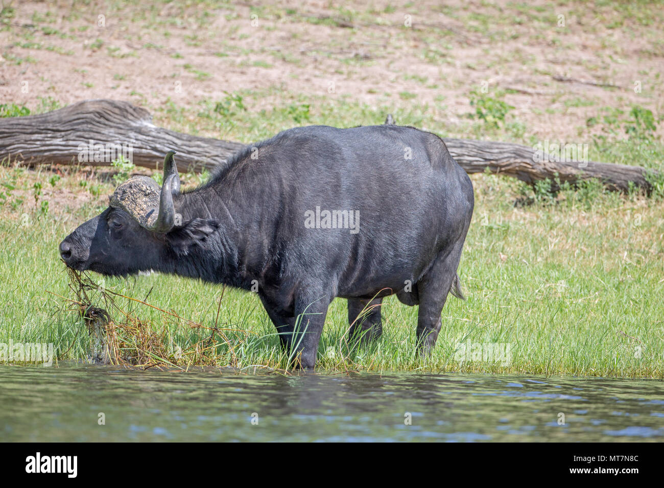 African Buffalo (Syncerus caffer). Solitary bull, feeding on rhizomes of water edge vegetation. Stock Photo